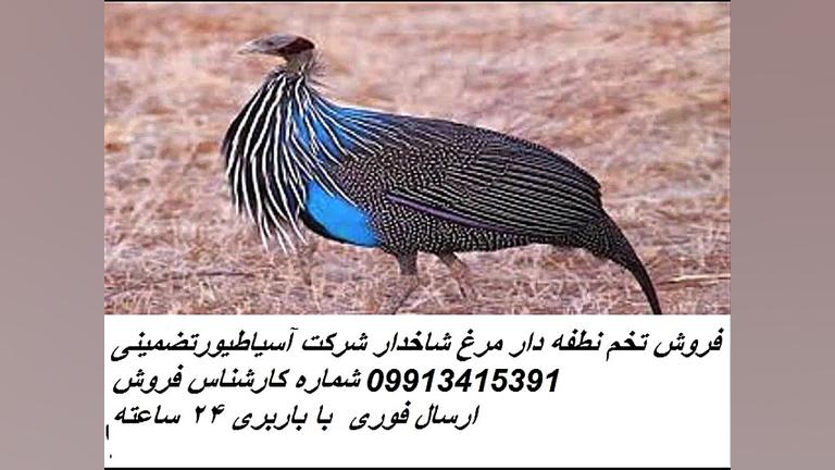 تخم نطفه دار مرغ شاخدار تضمینی