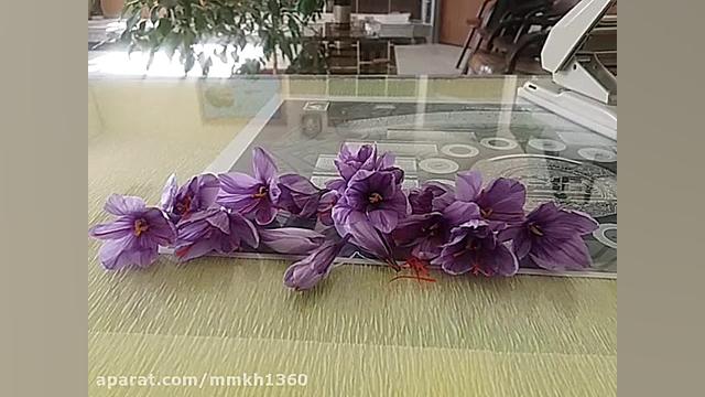 برداشت اولین زعفران کاشت خودمو...