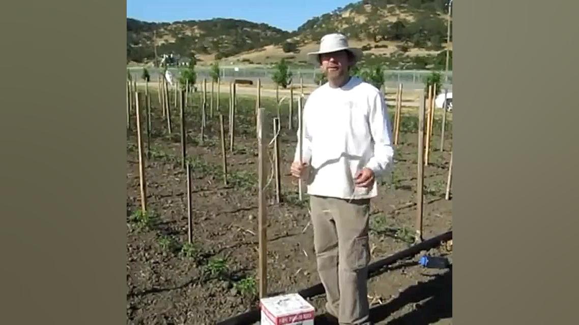 مدیریت کاشت گوجه فرنگی به شیوه...