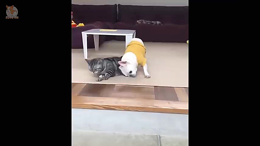 بامزه ترین سگ و گربه های خانگی...