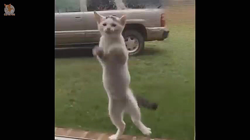 بامزه ترین و خنده دار ترین سگ...