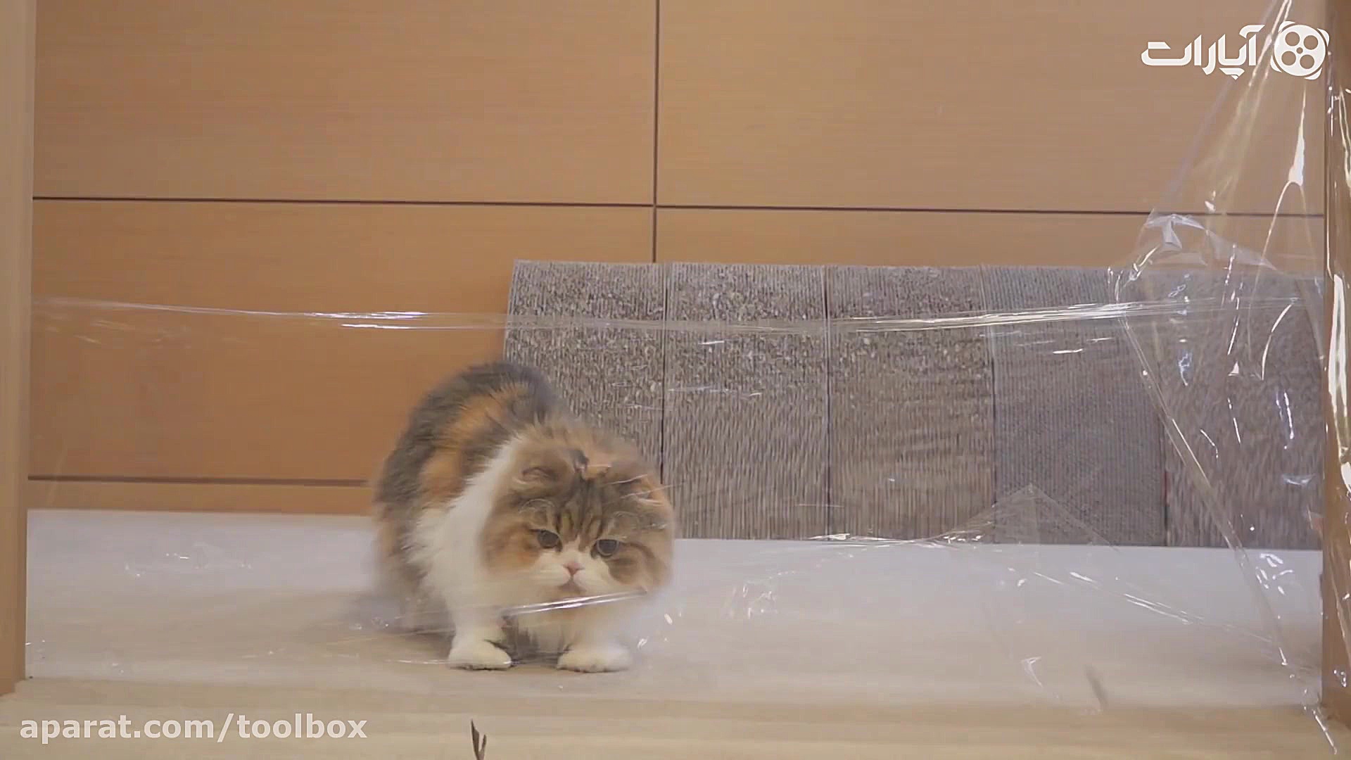 فرق گربه های باهوش و خنگ