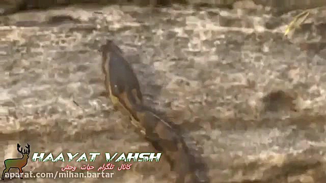 شکار مار پیتون توسط مورچه ها