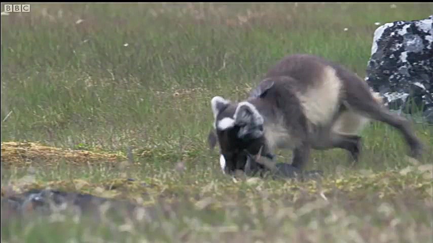 دنیای حیوانات  جشن روباه با شک...