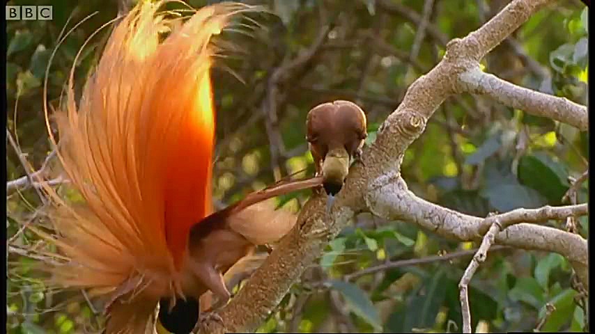 دنیای حیوانات  رقص عجیب پرندگا...