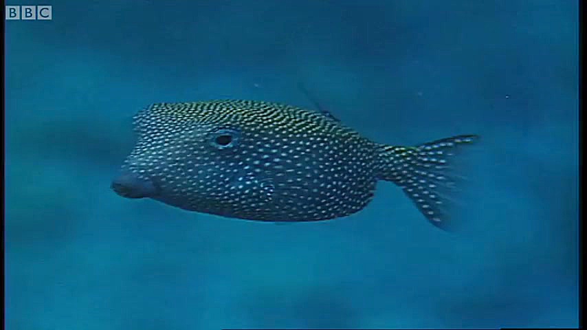 دنیای حیوانات  جفتگیری در زیر...