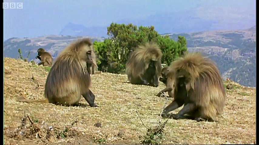 دنیای حیوانات  جفتگیری عجیب با...