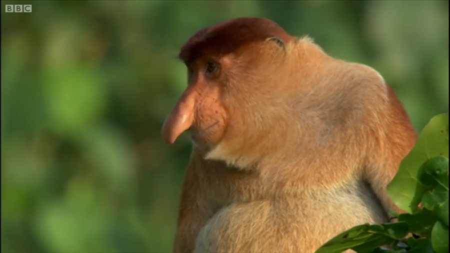 دنیای حیوانات  میمون های دماغ...