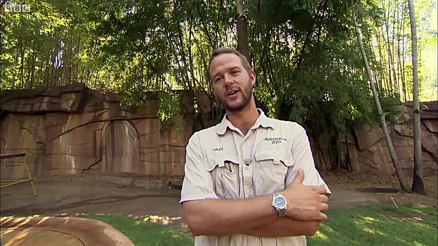 دنیای حیوانات  شنا کردن توله ب...