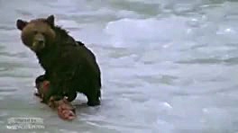 مستند دیدنی حیات وحش