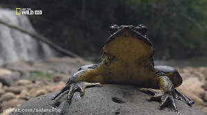 Monster Frog | مستند ترسناک تر...