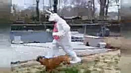 حمله های خنده دار حیوانات