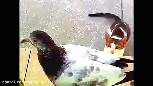 تحمل و صبر گربه در شکار