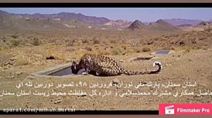 ثبت فیلم دو پلنگ ایرانی در پا...