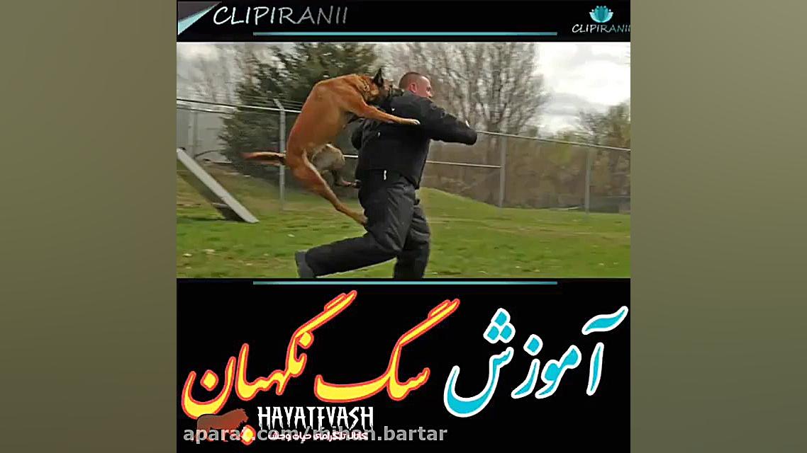 آموزش سگ نگهبان...