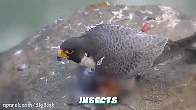 10 تا از سریعترین حیوانات در د...