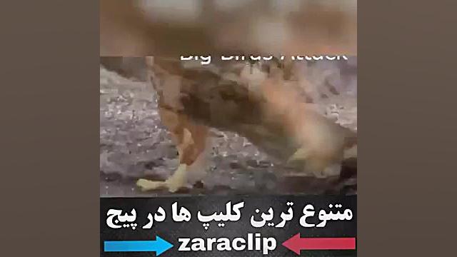 حمله عقاب ها به حیوانات خیلی ج...