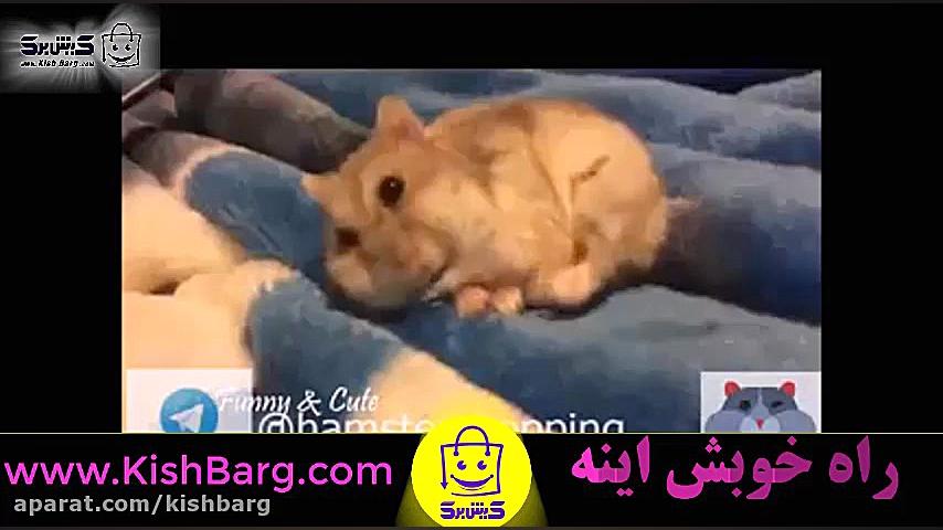 بهترین حیوان خانگی همستر بامزه