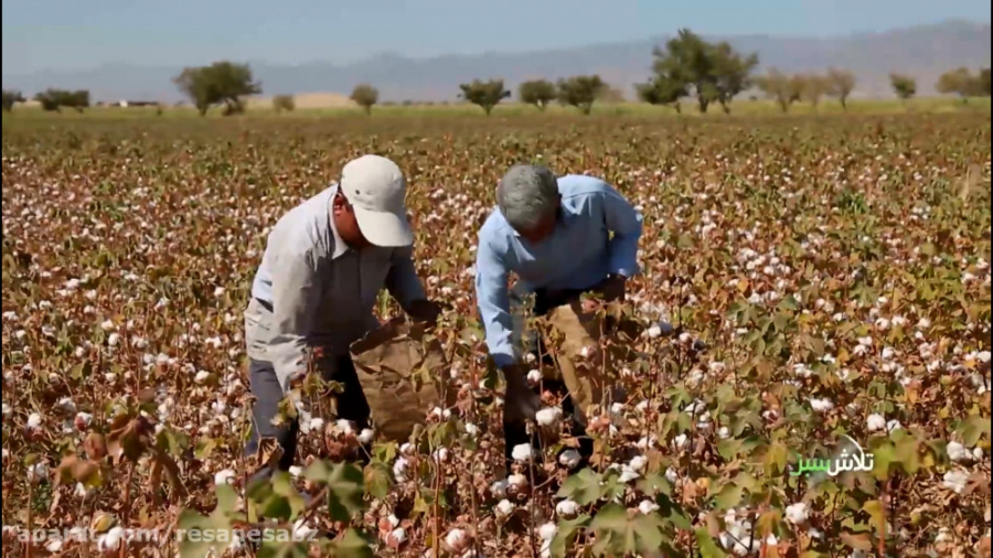 روز جهانی پنبه  تلاش سبز