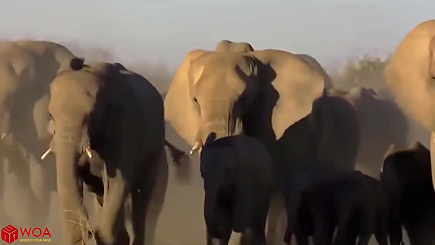 فیل ها برای نجات کودک با تمساح...