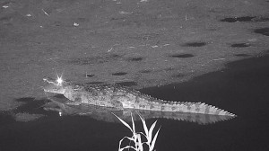 تمساح نیل گرفتار گربه ماهی بزر...