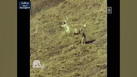 مستند راز بقا ( دوبله فارسی )