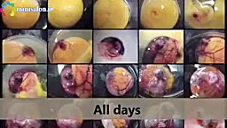 مراحل تبدیل تخم نطفه دار مرغ ب...