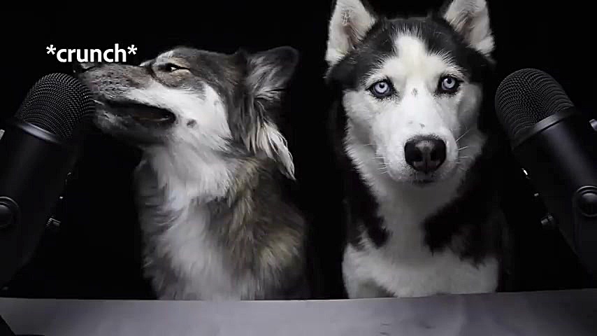 فود اسمر سگ