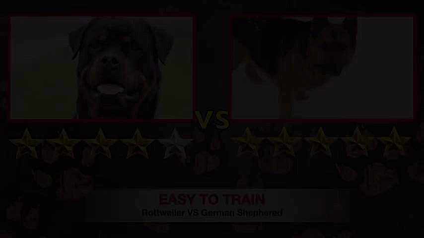 Rottweiler VS German Shepherd...