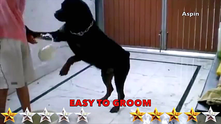 کلیپ حیوانات Husky VS Rottweil...