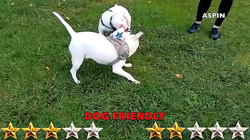 کلیپ حیوانات  Bull Terrier VS...