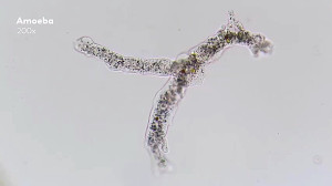 The Colors of the Microcosmos