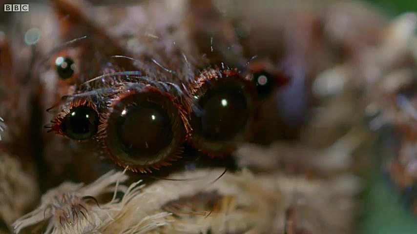 دنیای حیوانات  3 قدرت فوق العا...