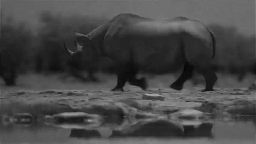 دنیای حیوانات  فیلمبرداری از ج...