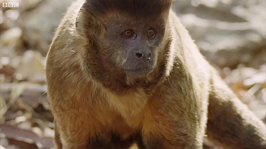 دنیای حیوانات  رفتار عجیب میمو...