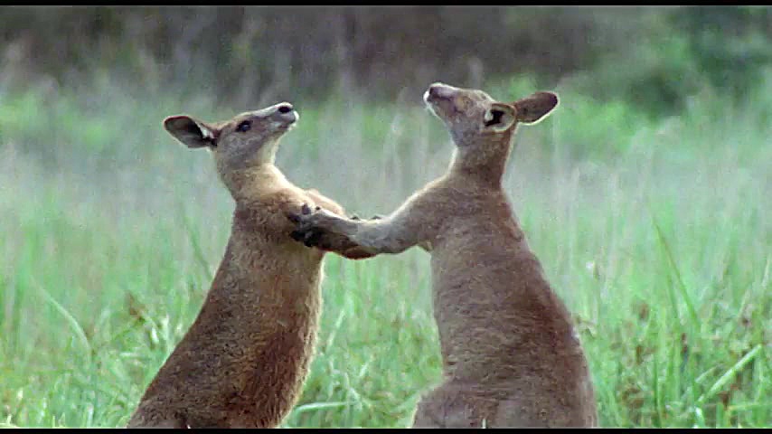 دنیای حیوانات  مبارزه کانگوروه...