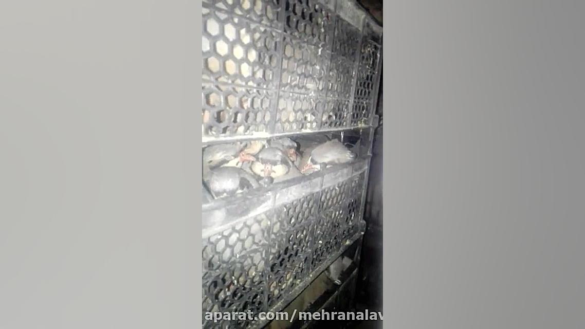 کتاب پرورش کبک وآموزش رایگان