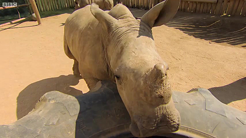 دنیای حیوانات  نجات یافتن بچه...