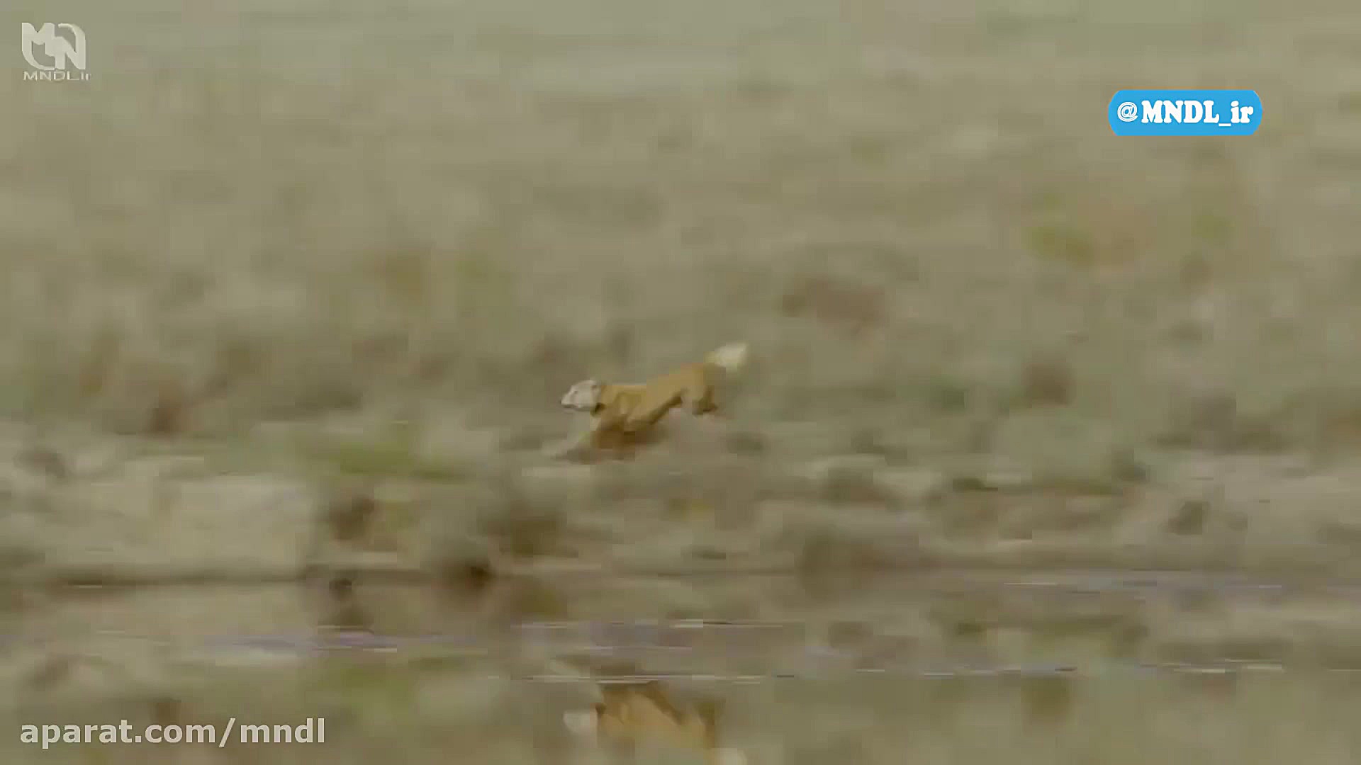 مستند رازهای حیات وحش استرالیا...