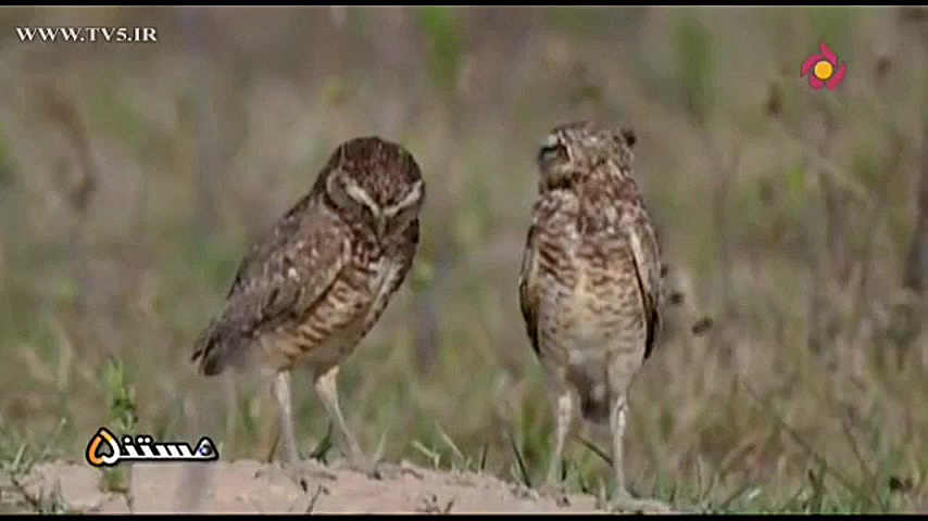 حیات وحش هندوستان