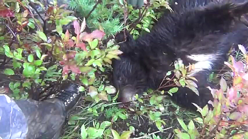 هدشات و شکار خرس سیاه با تفنگ...