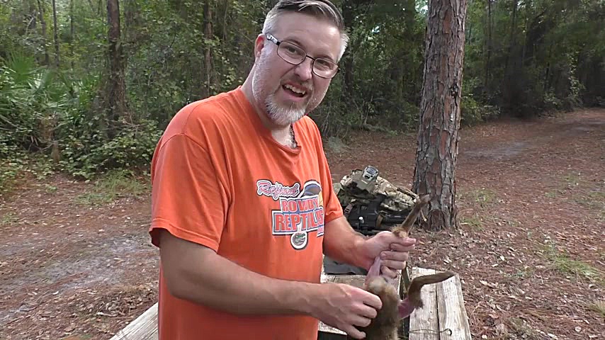 شکار خرگوش با تفنگ بادی دوربین...