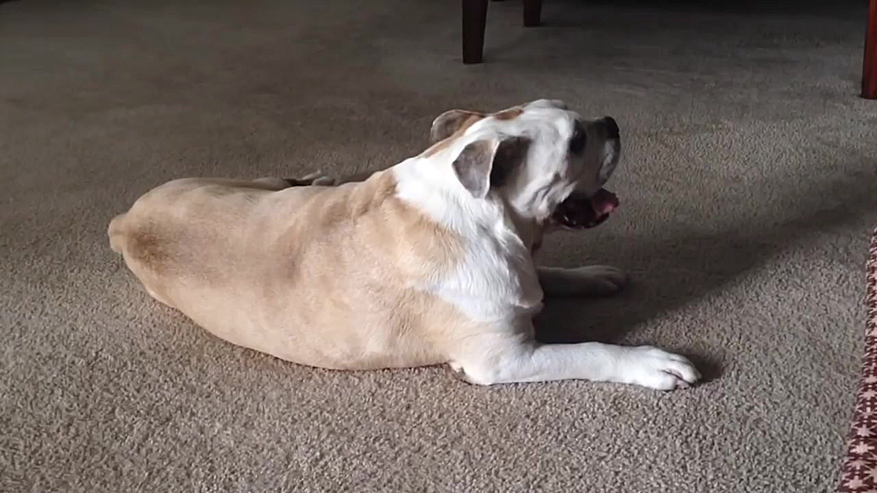 حیوانات خانگی بامزه: سگ های بو...