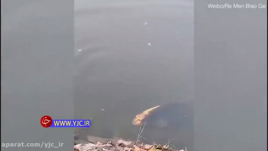 چهره وحشتناک ماهی انسان نما