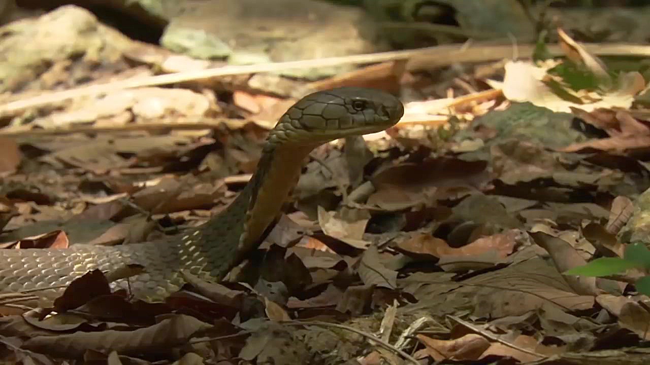 طولانی ترین مار روی زمین یک گو...