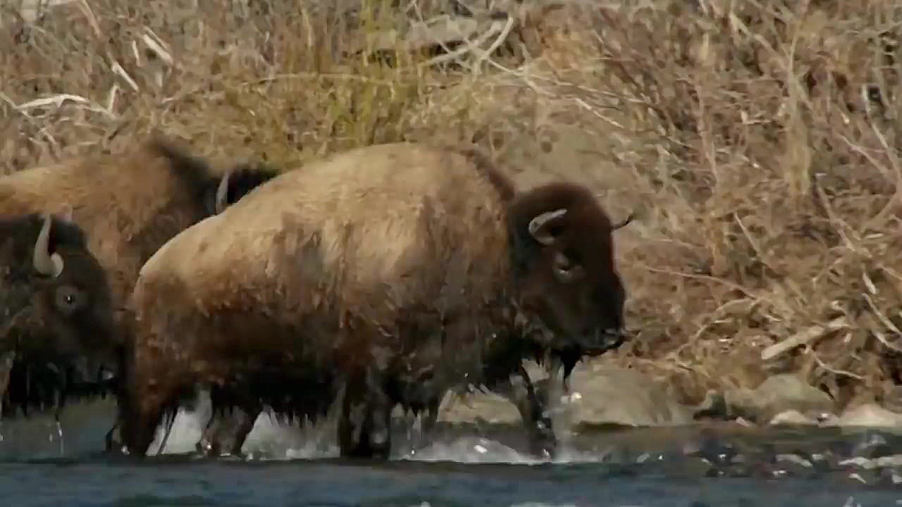 مادر کودک خود را از شکار پلنگ...