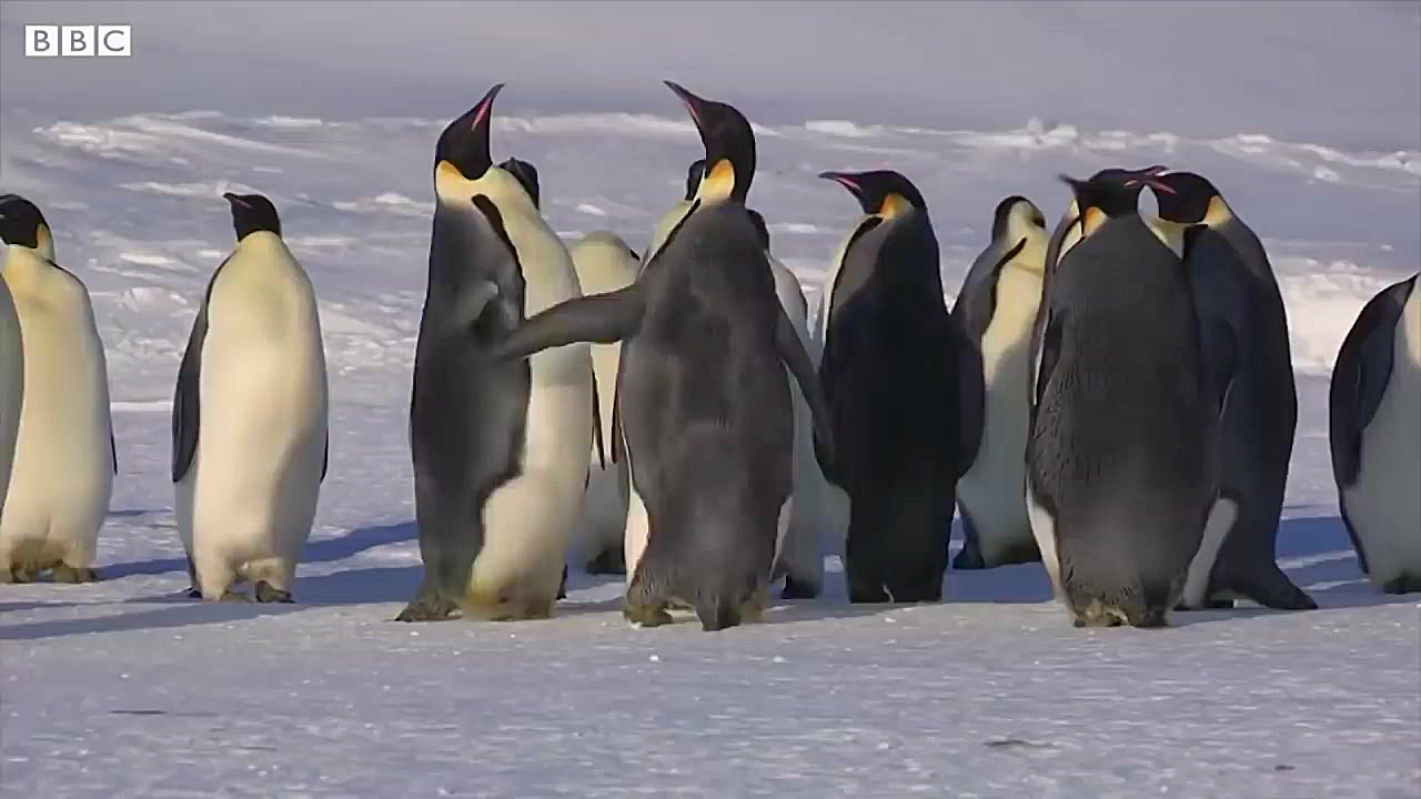 بهترین دعوا های جفت گیری حیوان...