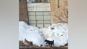 دعوای سگها در روستای امامه htt...