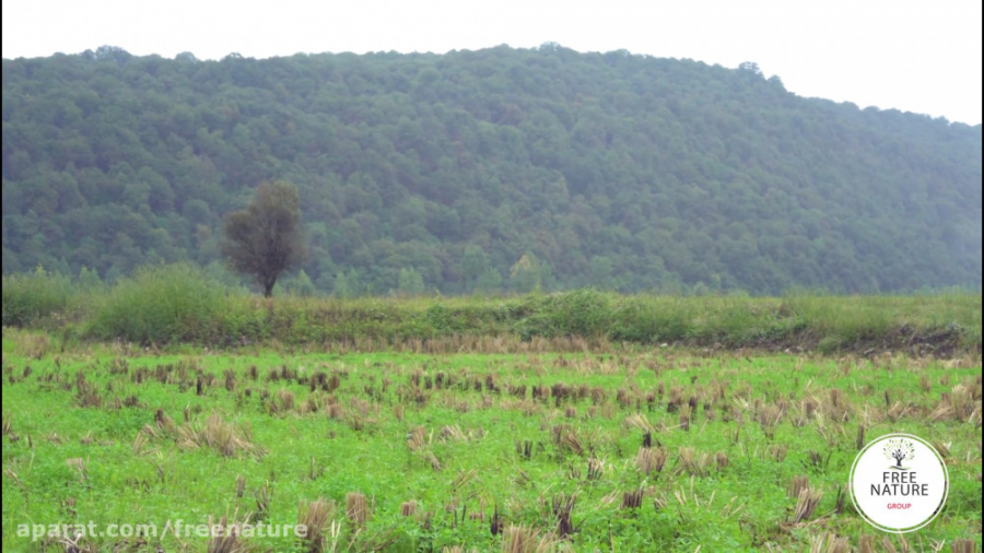 کارما  طبیعت آزاد در چرخه طبیع...