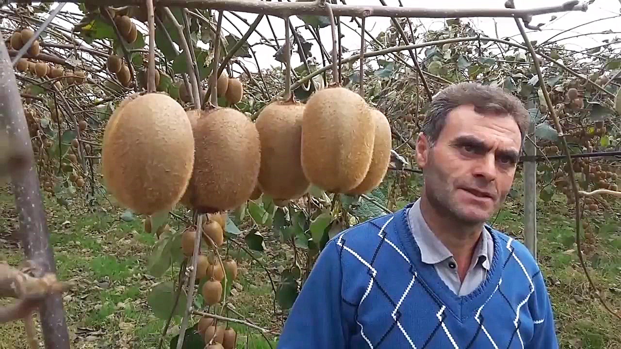 گزارشی از یک باغ هیجان‌انگیز ک...